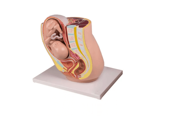 Schwangerschaftsbecken mit Fetus in der 32. Schwangerschaftswoche, 2 - teilig - Erler - Zimmer